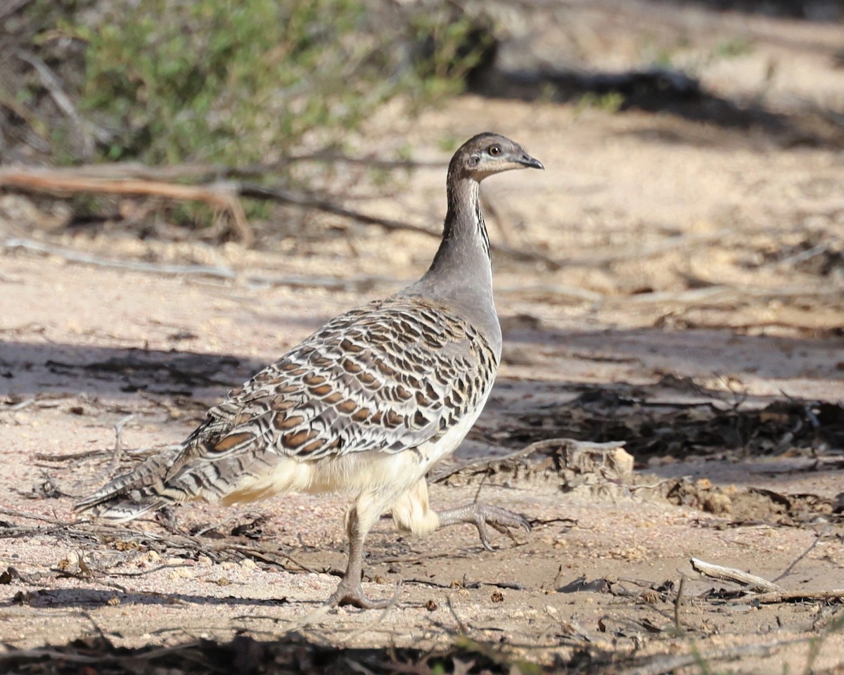 Malleefowl - Myles McNally