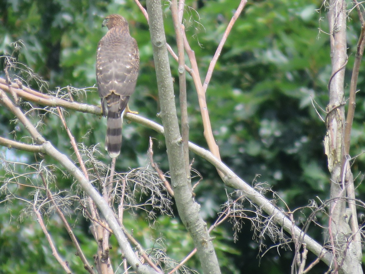 Cooper's Hawk - ML474931621