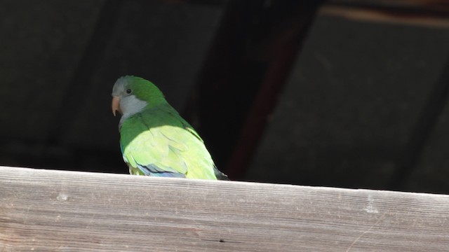 Monk Parakeet - ML474932