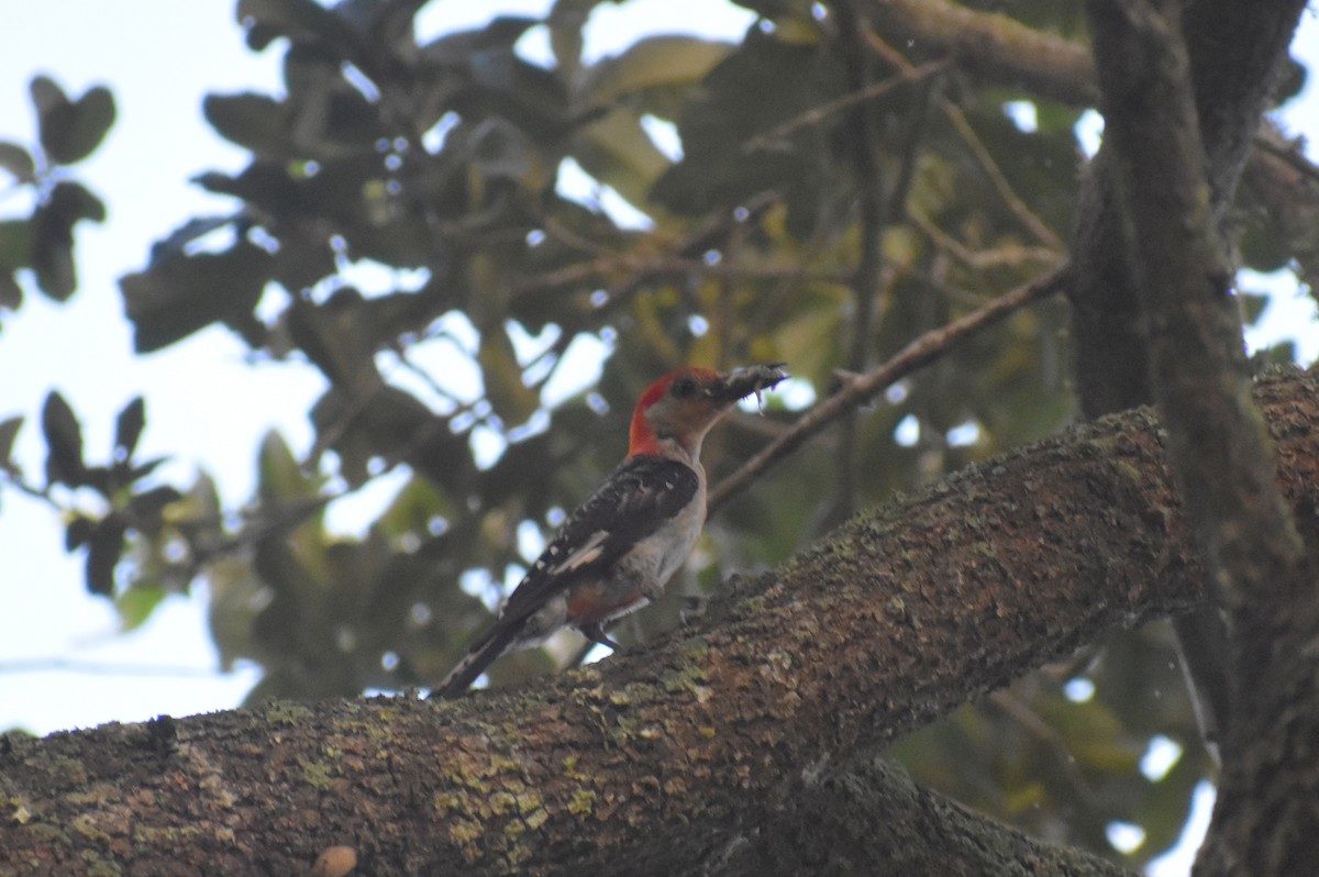 Red-bellied Woodpecker - ML474932211