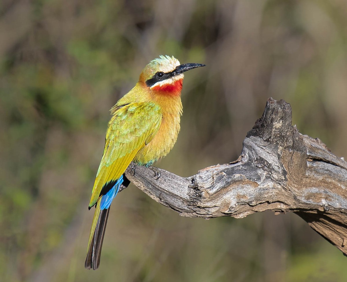 White-fronted Bee-eater - ML474932301