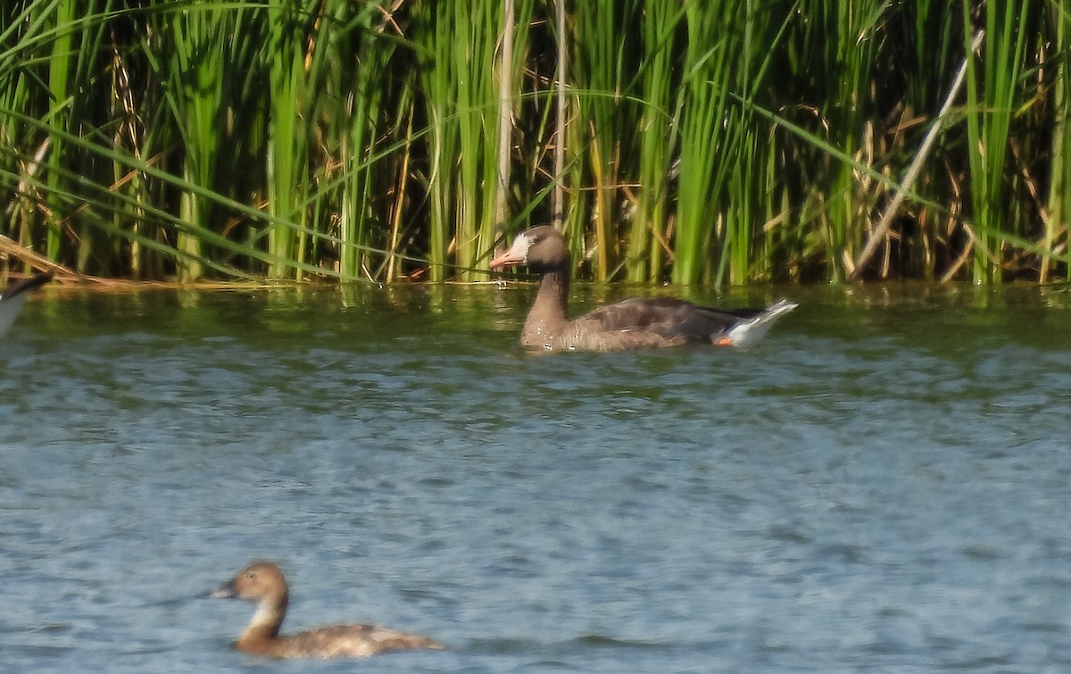 Greater White-fronted Goose - ML474932751