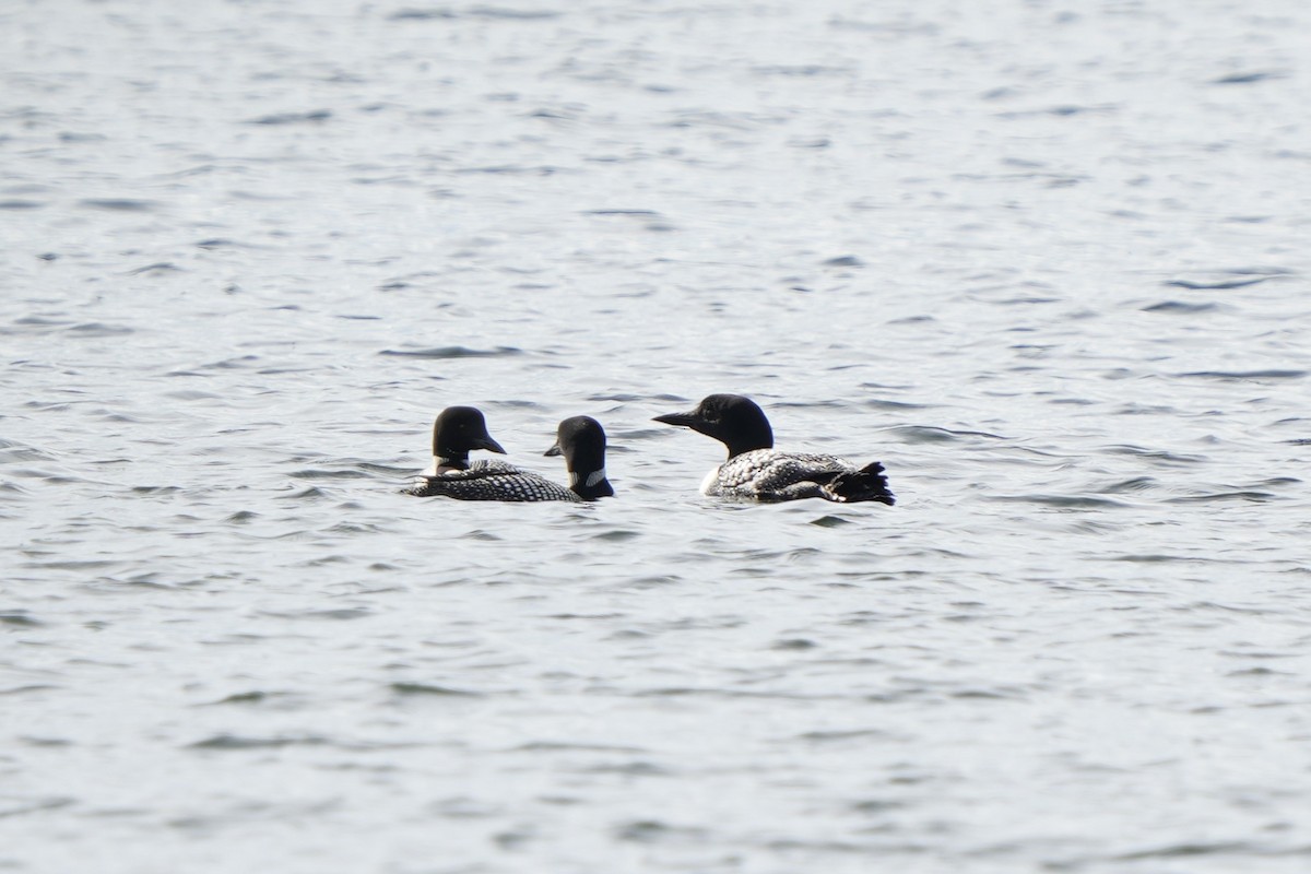 Common Loon - ML474933481