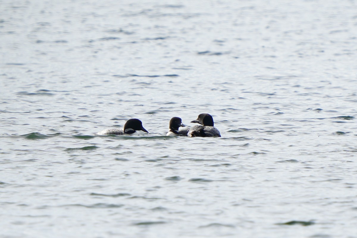 Common Loon - ML474933491