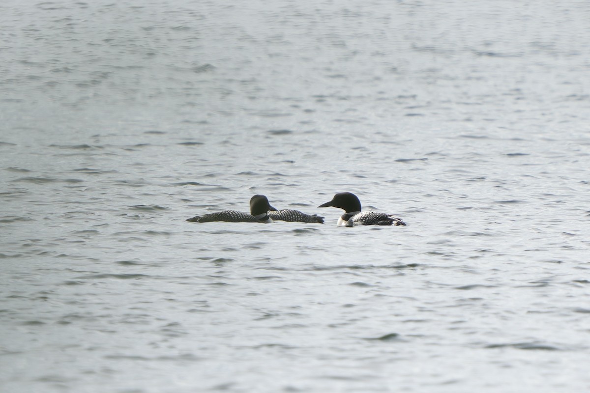 Common Loon - ML474933501