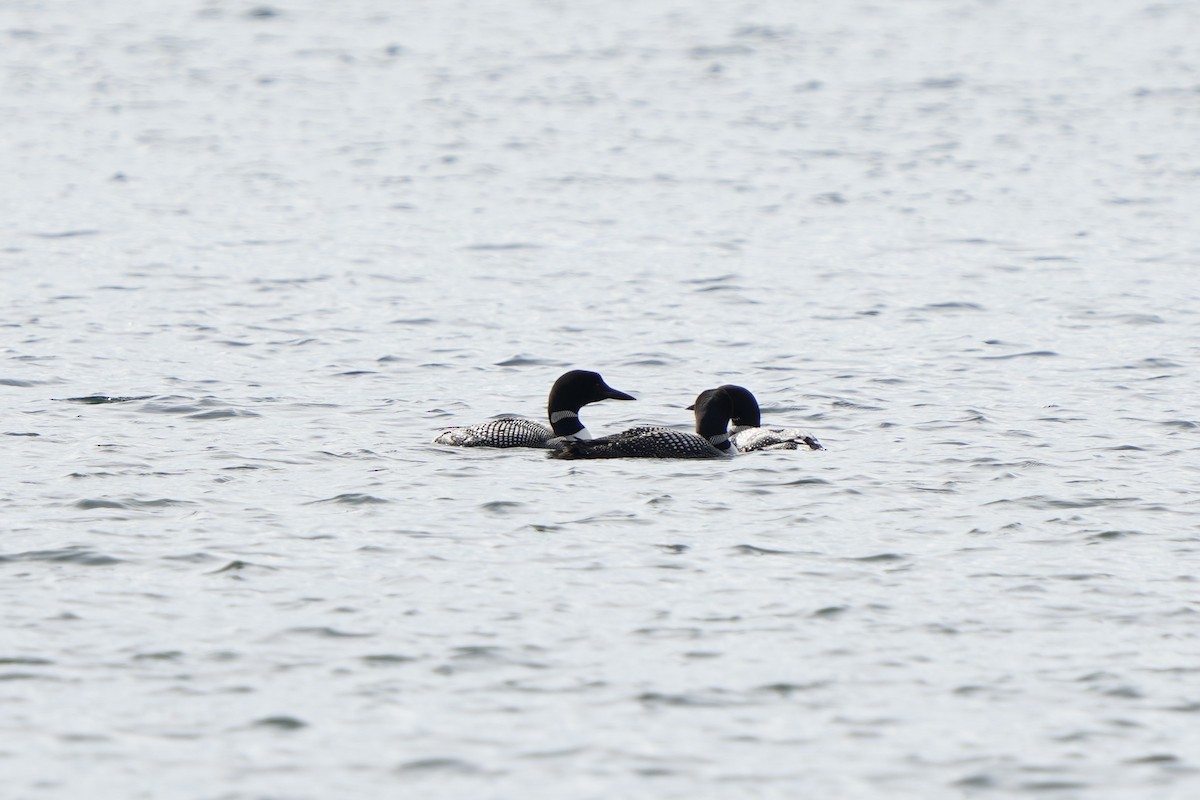 Common Loon - ML474933511