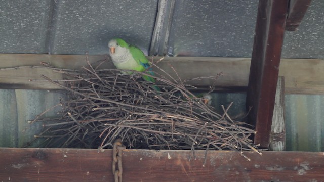 Monk Parakeet - ML474934