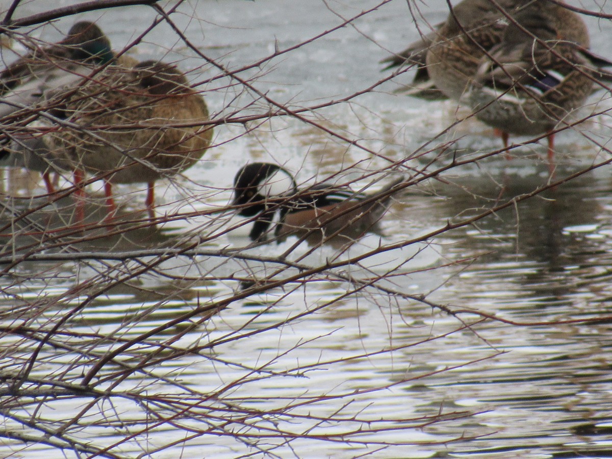 Hooded Merganser - ML47493401