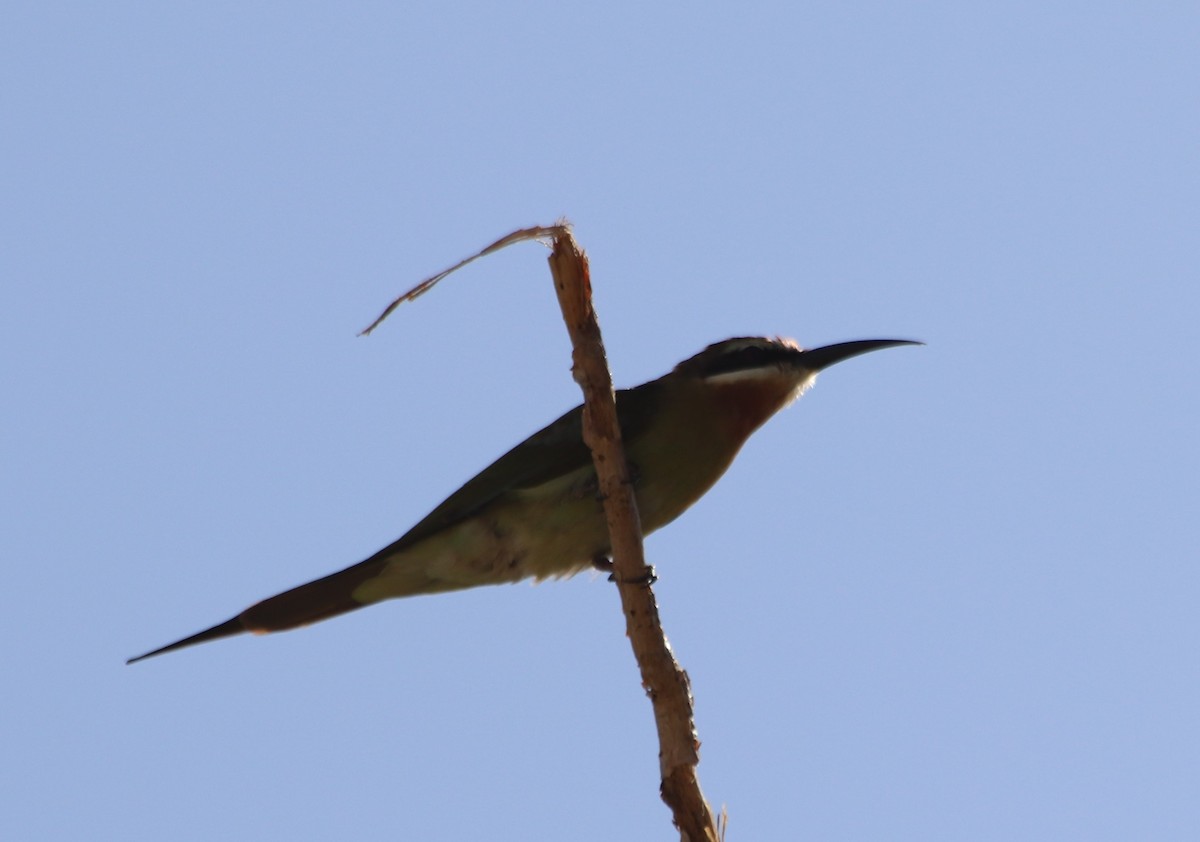 Madagascar Bee-eater - ML474935081