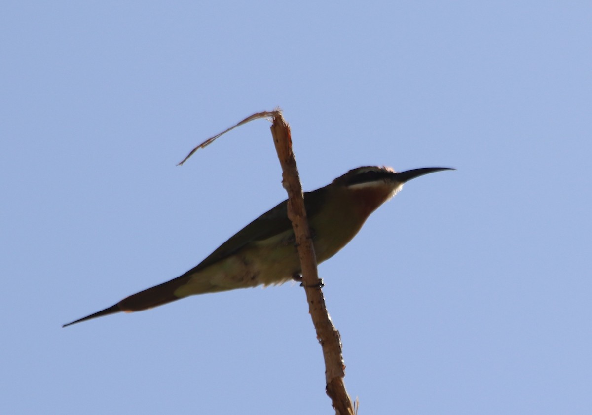 Guêpier de Madagascar - ML474935081