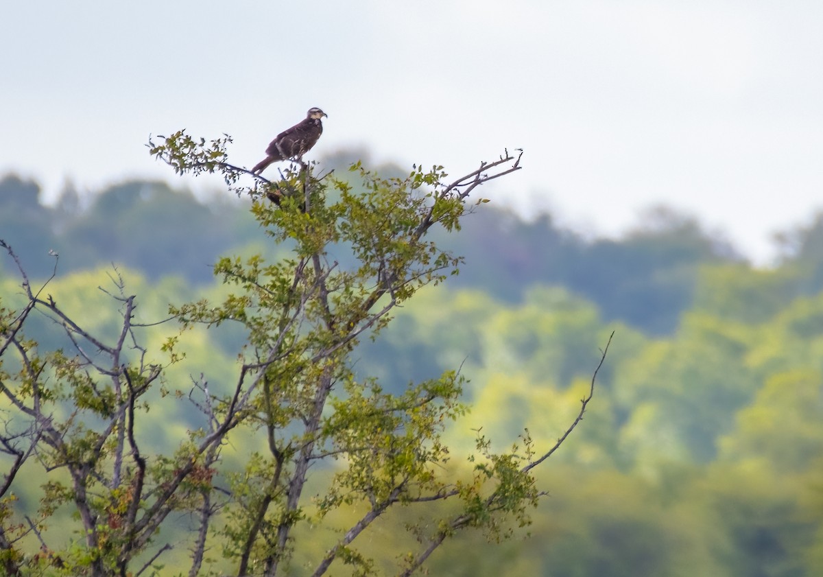 Snail Kite - ML474935101