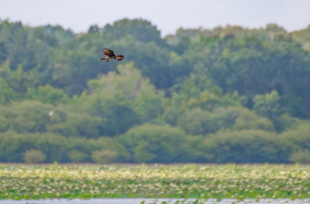 Snail Kite - ML474935111