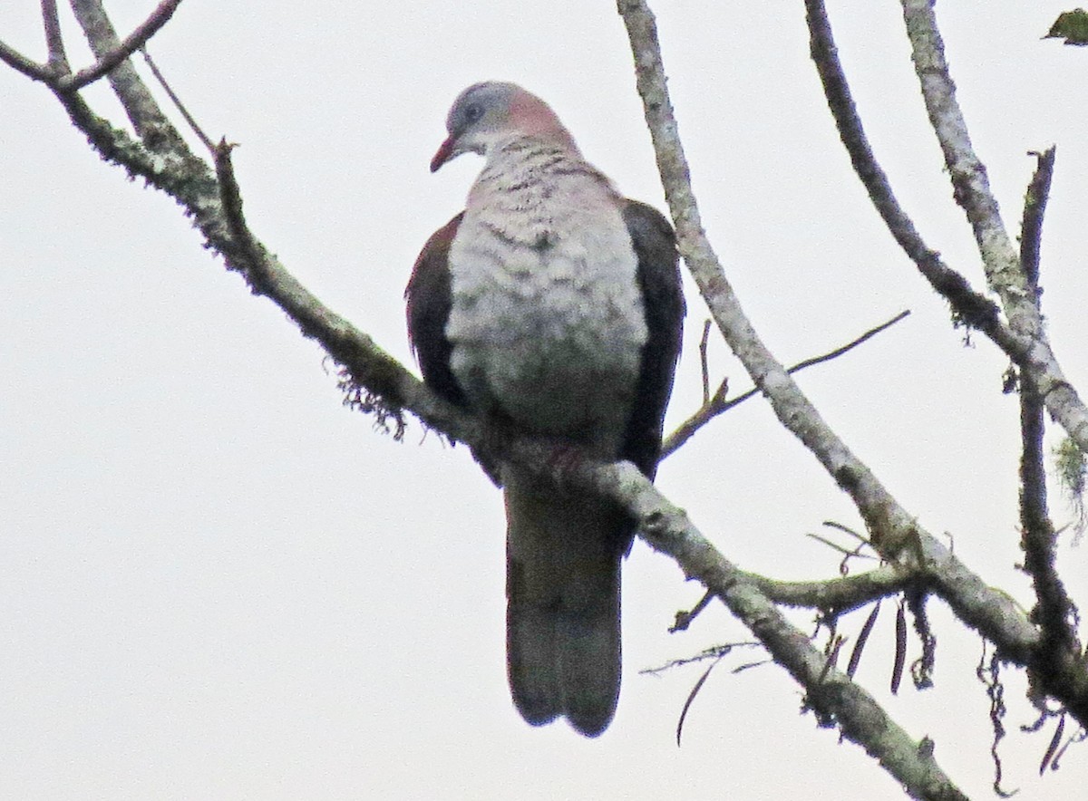 Mountain Imperial-Pigeon - ML474936001