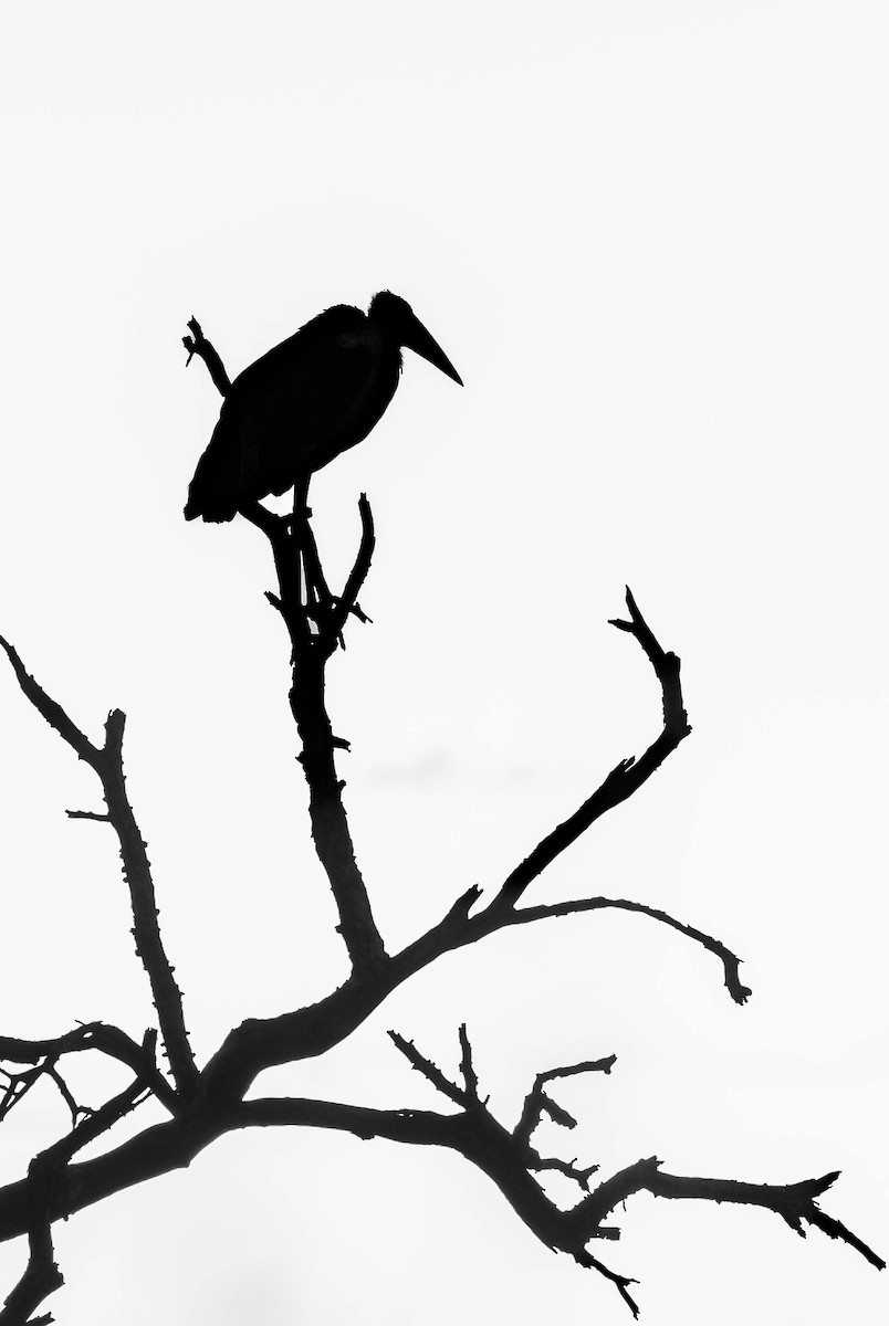 Marabou Stork - William Richards