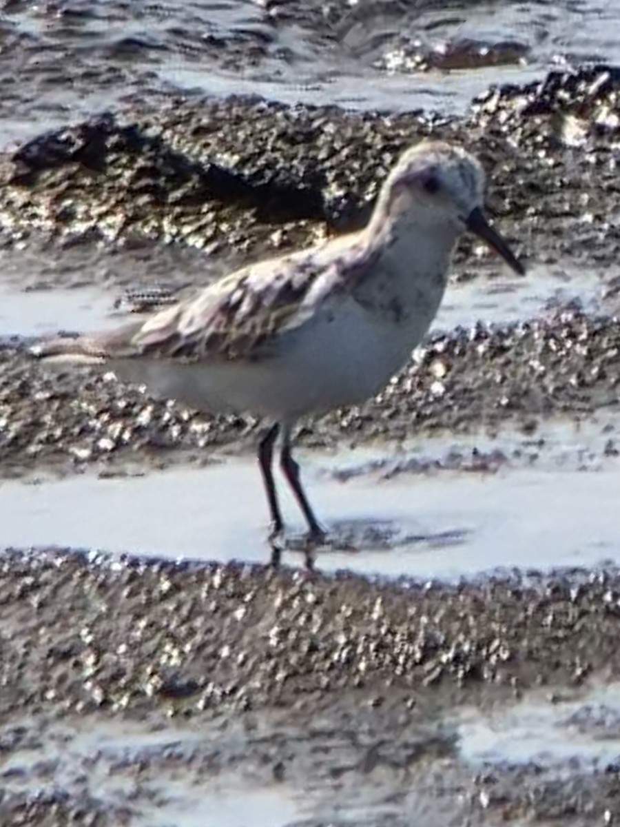 Bécasseau sanderling - ML474938541