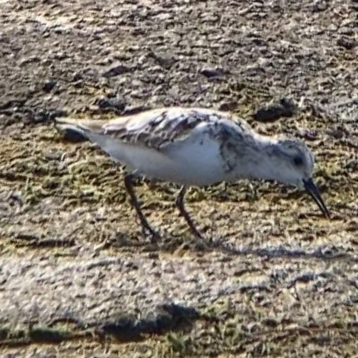 Bécasseau sanderling - ML474938571