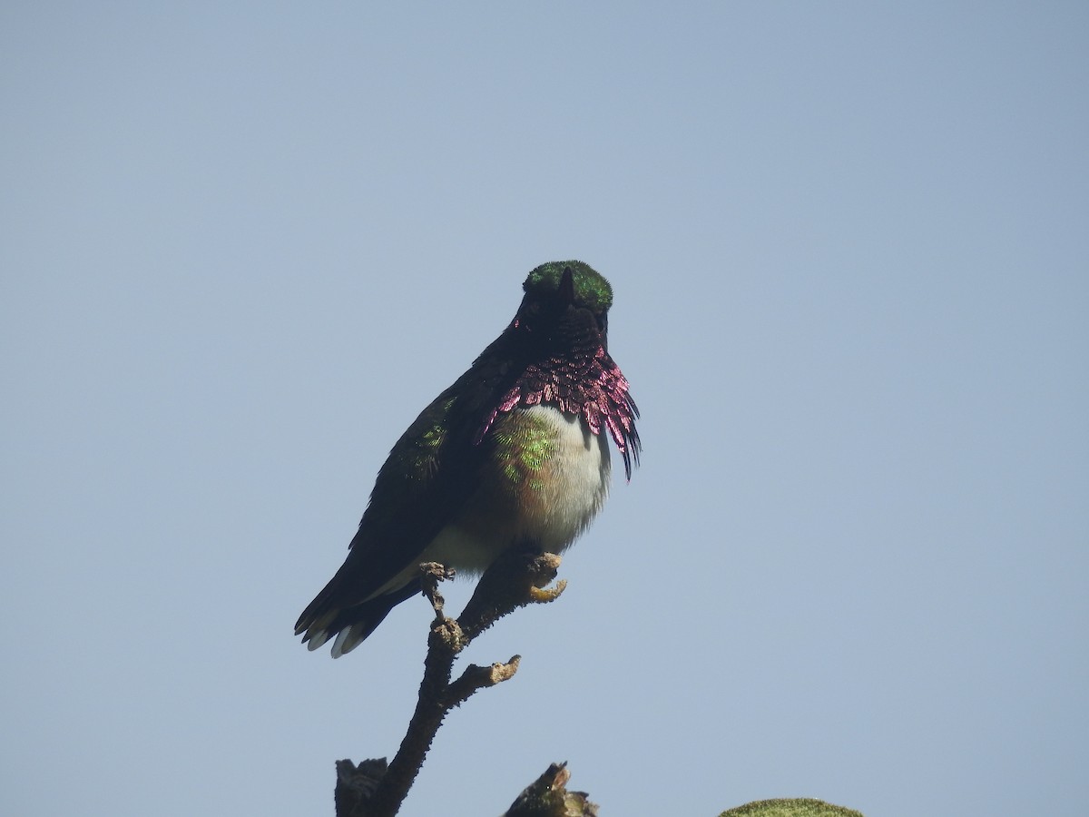 Wine-throated Hummingbird - David Cristóbal Huertas