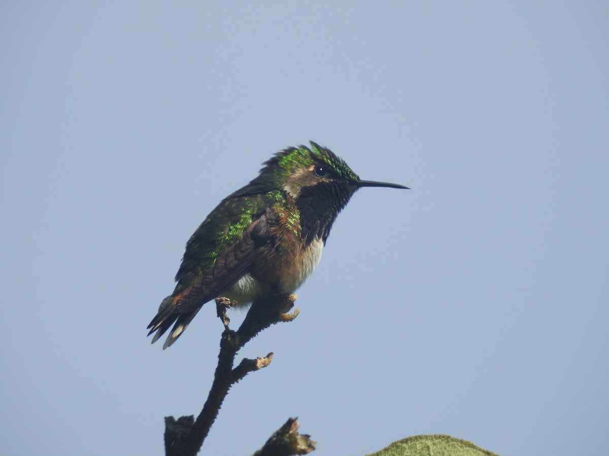 Wine-throated Hummingbird - David Cristóbal Huertas