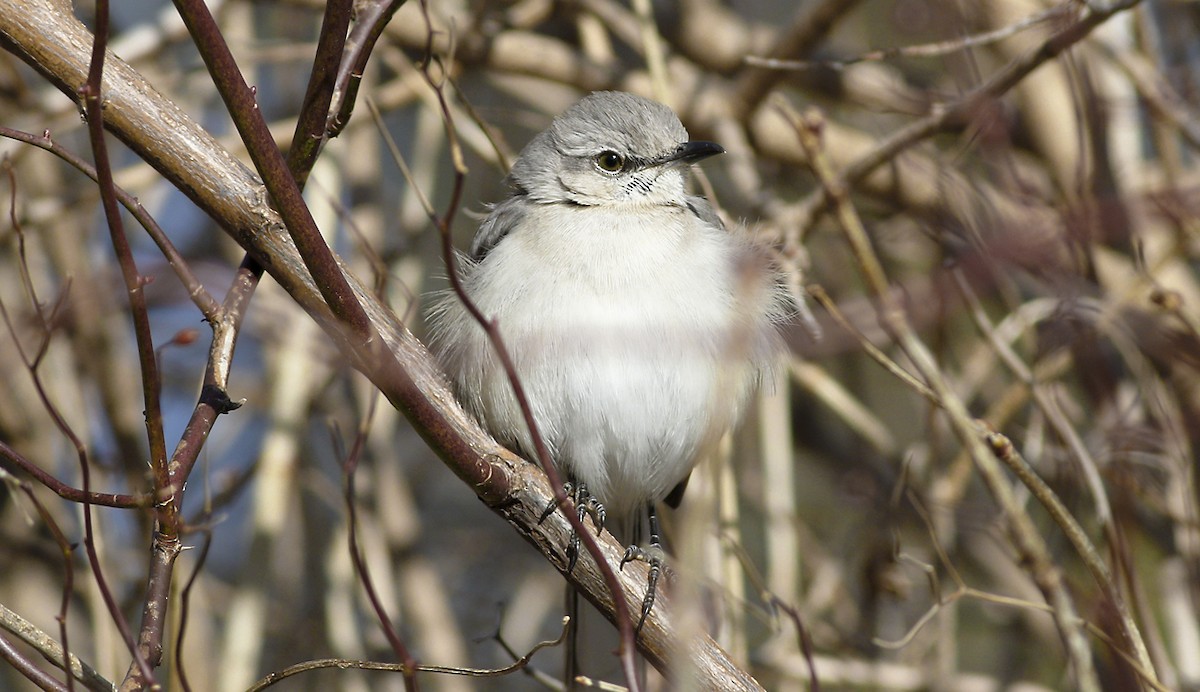 Northern Mockingbird - ML47493951