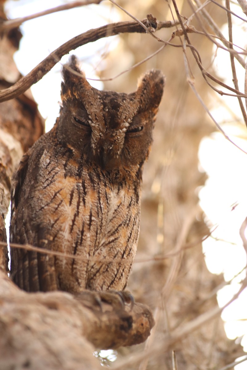 Madagascar Scops-Owl (Torotoroka) - Josep Crusafont