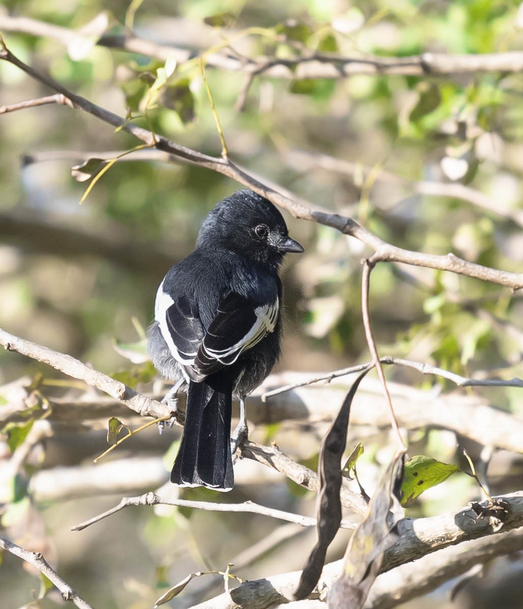 Southern Black-Tit - ML474940951