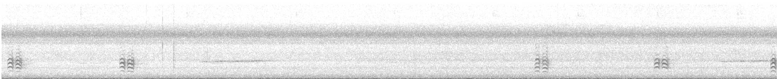 Sittelle à poitrine blanche (carolinensis) - ML474942881