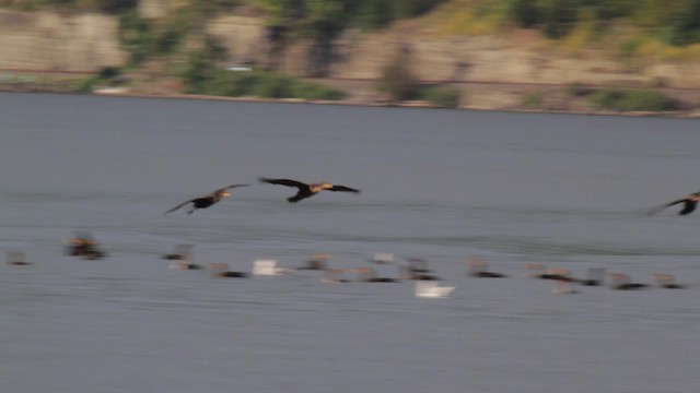 Double-crested Cormorant - ML474943