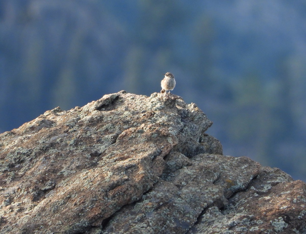 Rock Wren - ML474943561