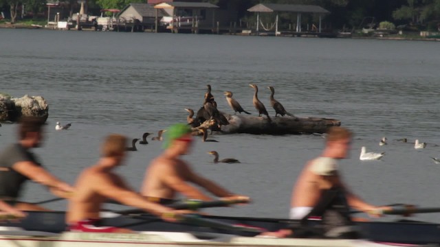 Double-crested Cormorant - ML474944