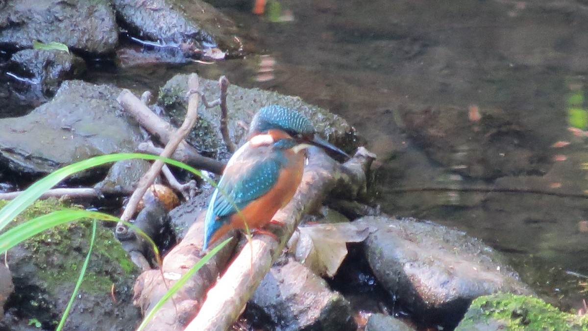 Common Kingfisher - ML474944241