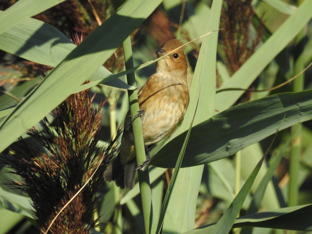 Passerin indigo - ML474946261