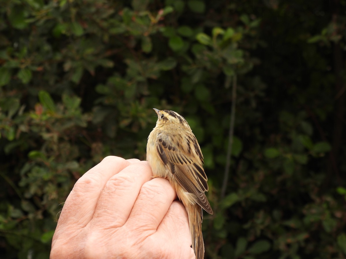 Aquatic Warbler - ML474946931