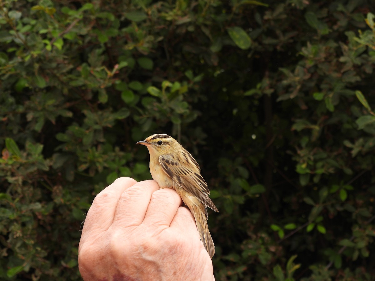Aquatic Warbler - ML474946971