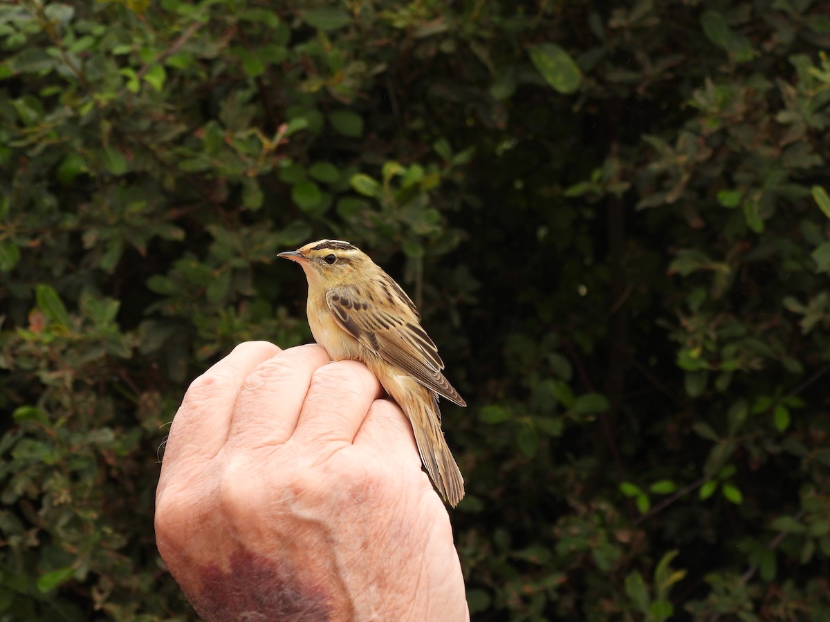 Aquatic Warbler - ML474946981