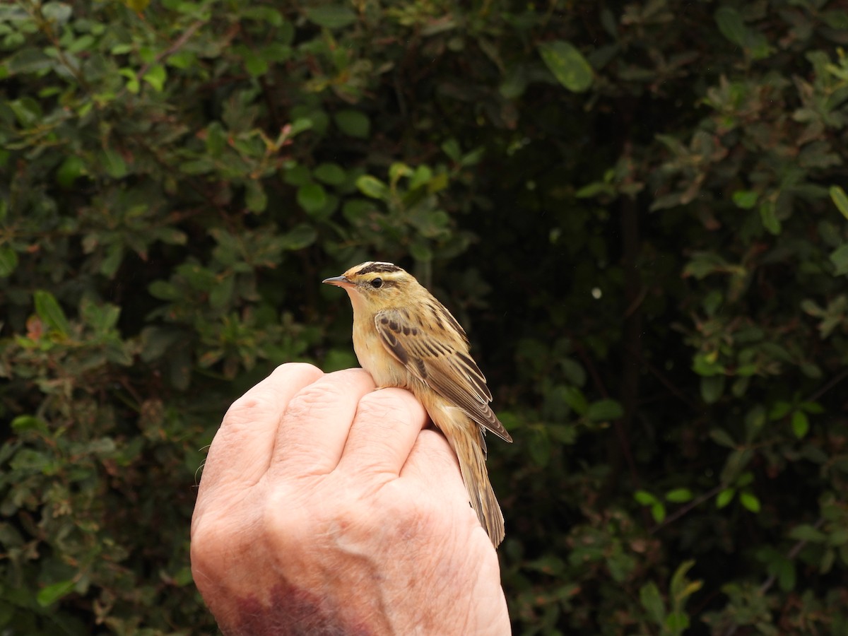 Aquatic Warbler - ML474946991