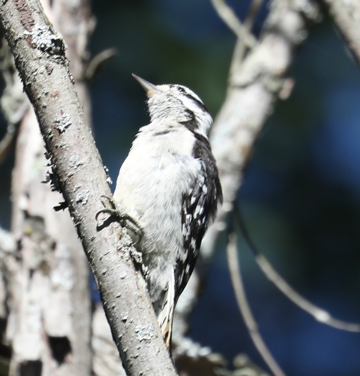 Downy Woodpecker (Eastern) - ML474947111