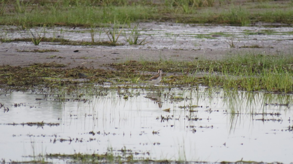 Red-necked Phalarope - ML474947271