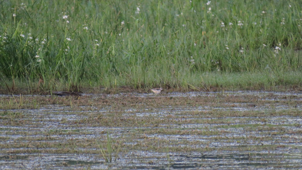 Red-necked Phalarope - Allan Strong