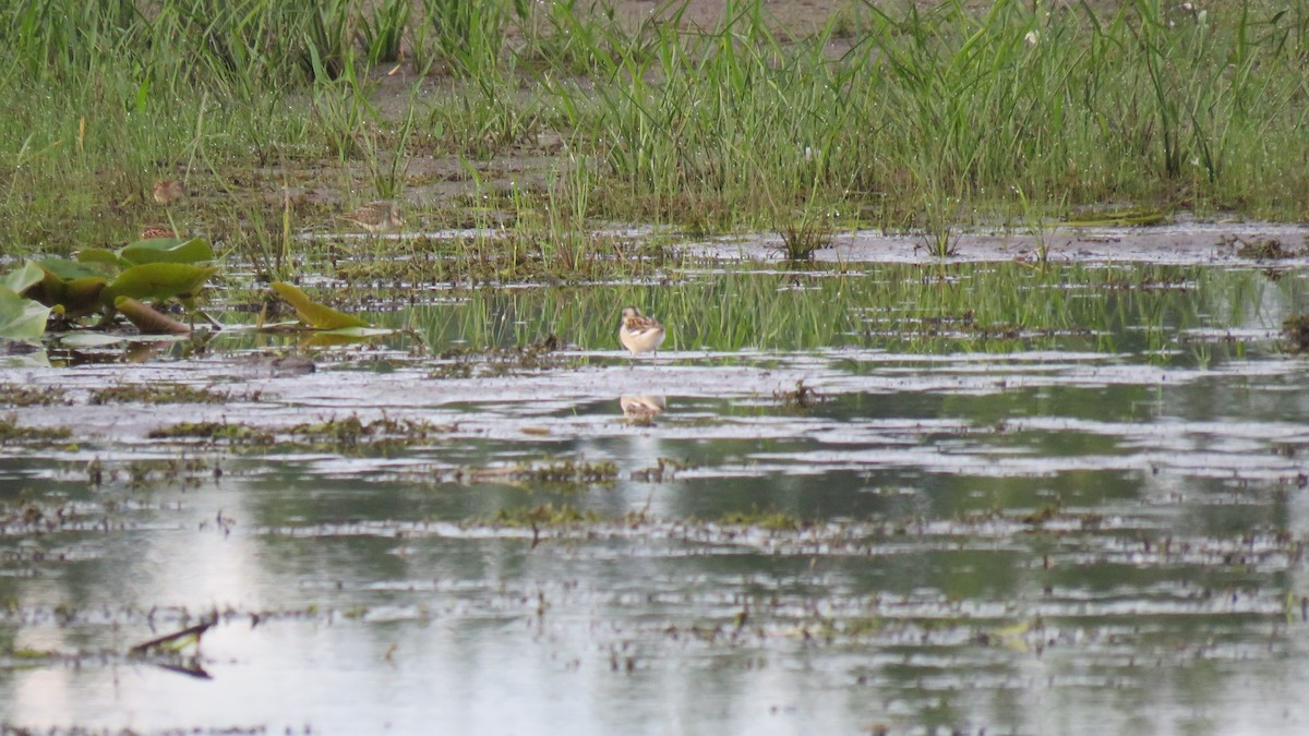 svømmesnipe - ML474947291