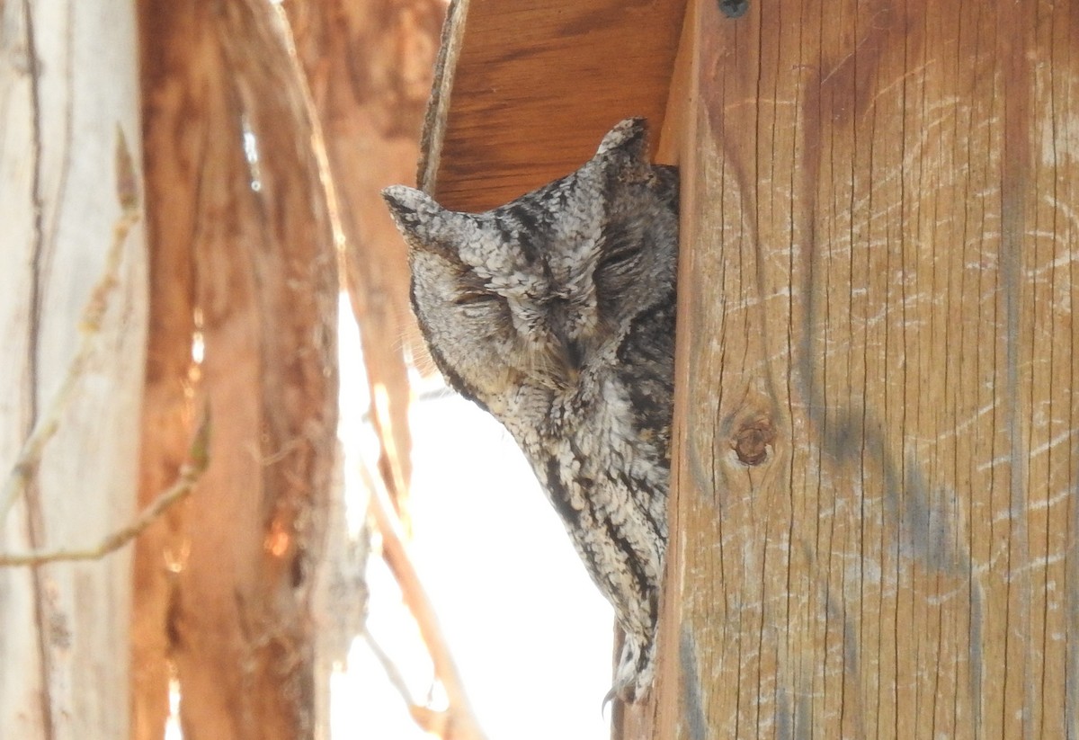 Western Screech-Owl - Glenn Pearson