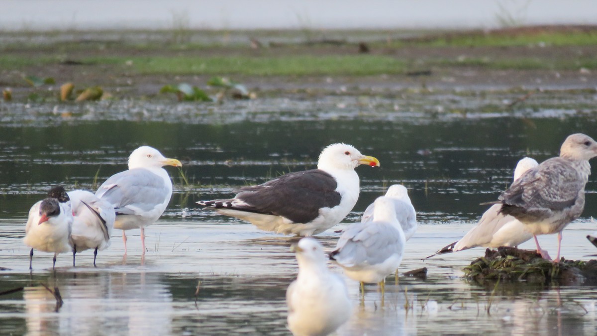 Great Black-backed Gull - Allan Strong