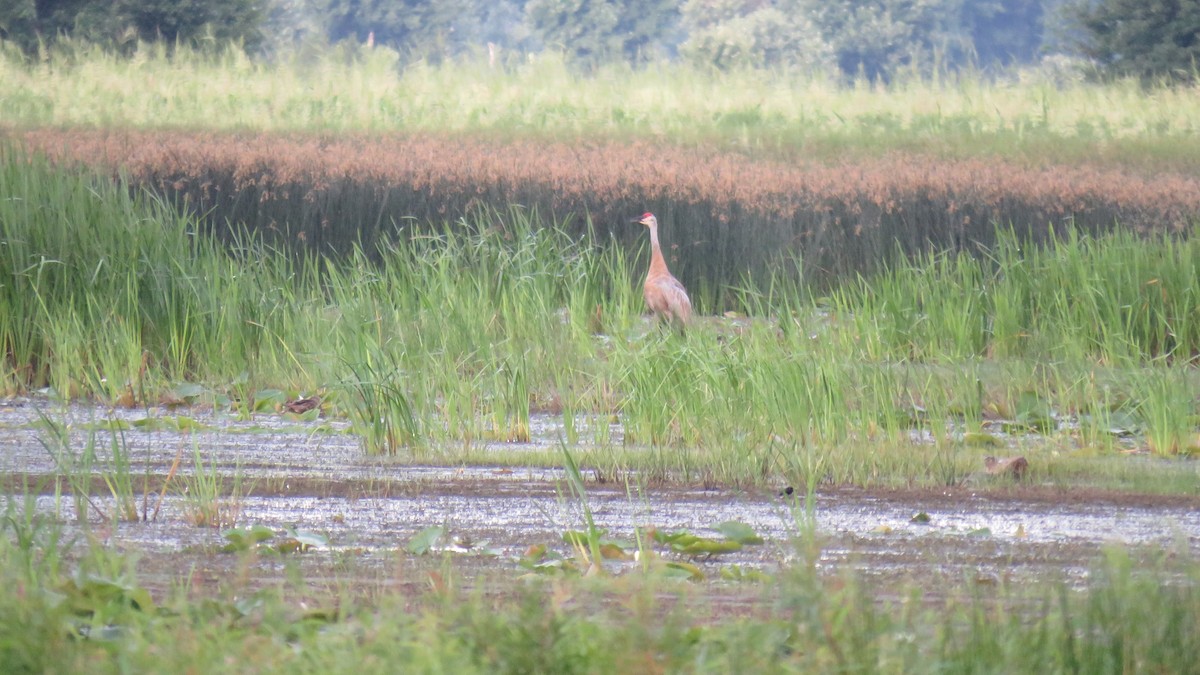 Sandhill Crane - Allan Strong