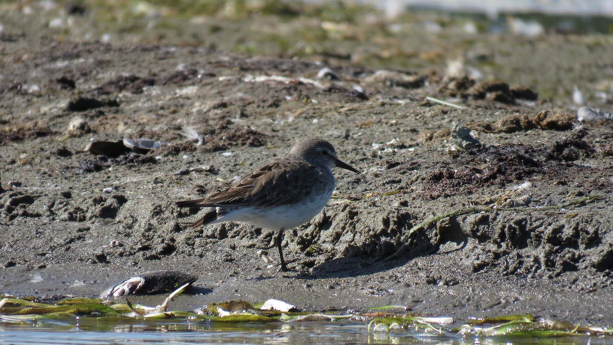White-rumped Sandpiper - ML474948801