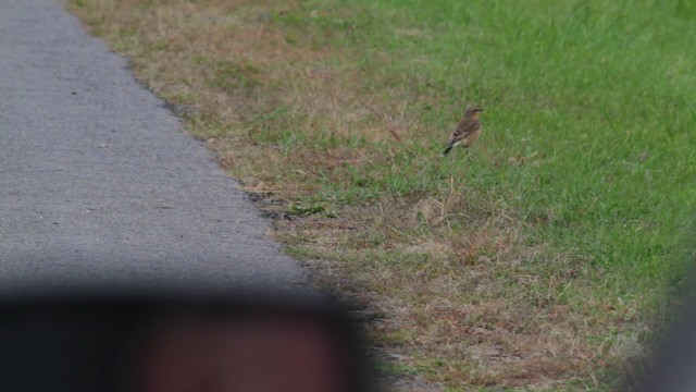 Northern Wheatear (Greenland) - ML474949