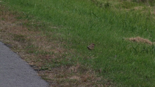 Northern Wheatear (Greenland) - ML474950