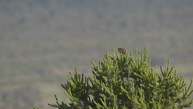 Eastern/Chihuahuan Meadowlark - ML474950971