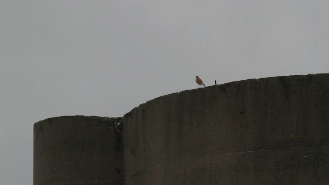 Northern Wheatear (Greenland) - ML474951