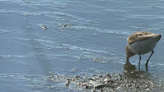 Semipalmated Sandpiper - ML474951721