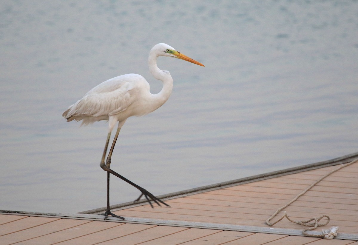 Great Egret - ML47495271