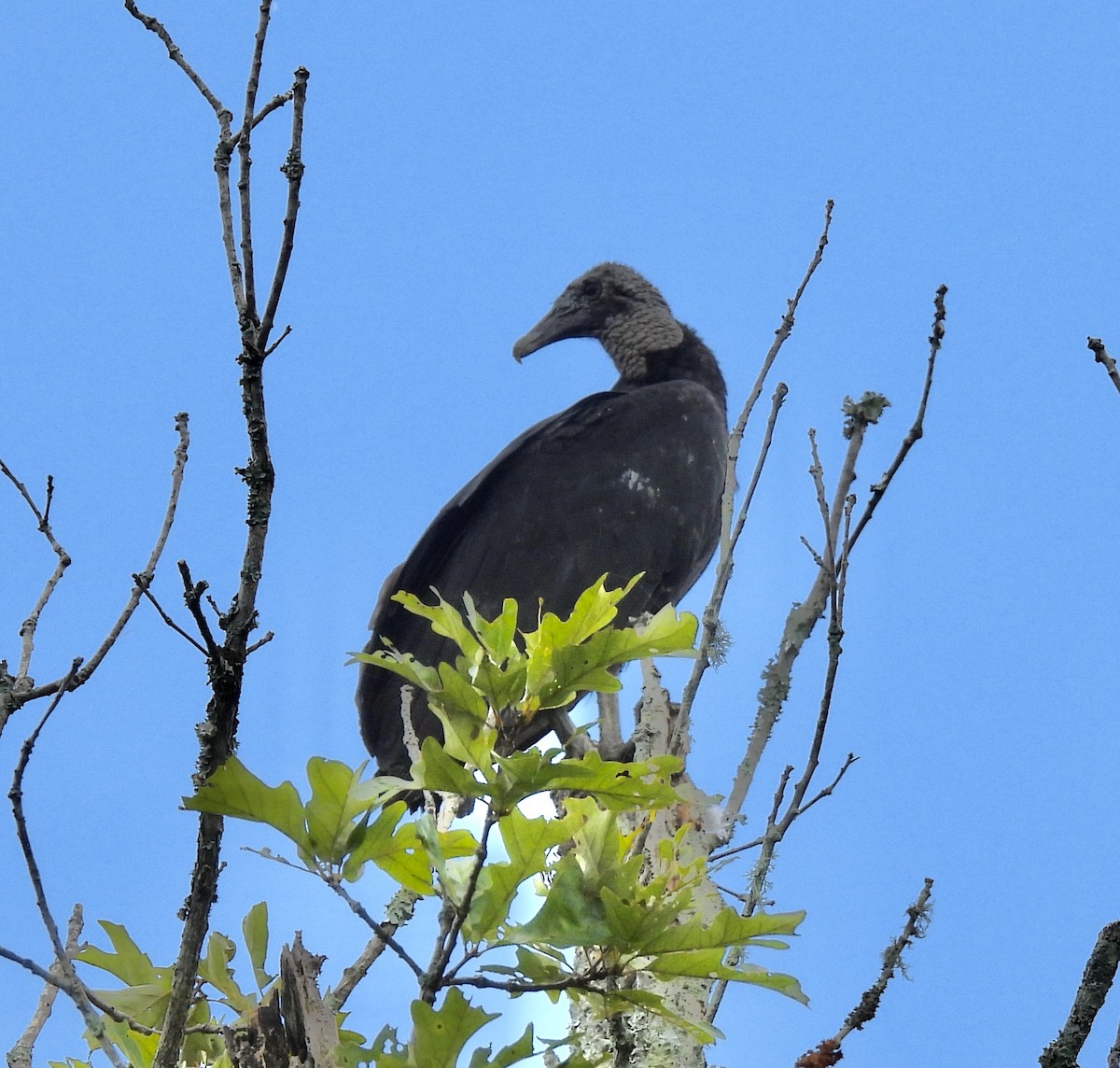 Black Vulture - ML474952721